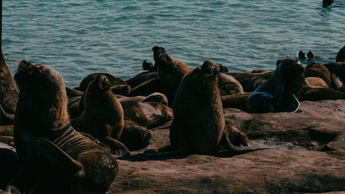 El astillero vigués Freire construye un buque de última generación para acuicultura marina
